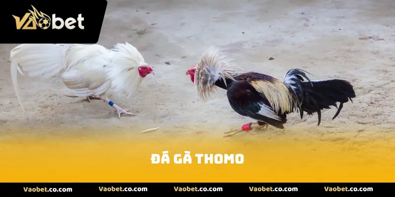 Đá Gà Thomo