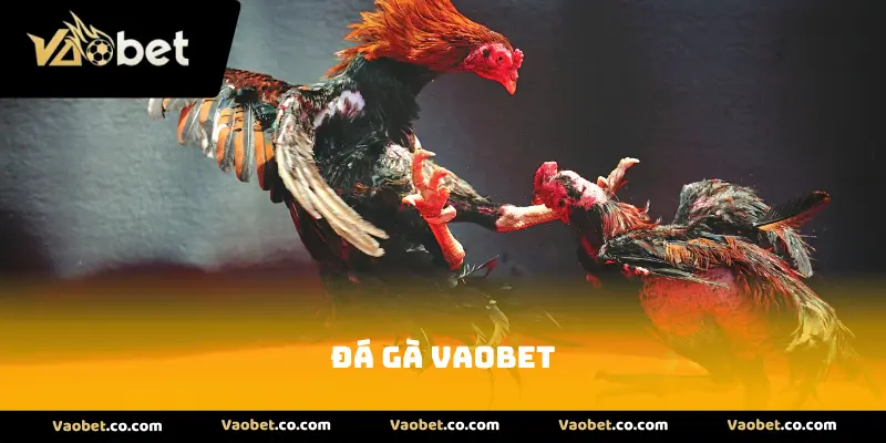Đá Gà VAOBET