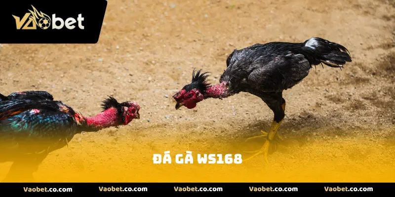 Đá Gà Ws168